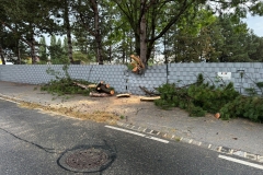 2024-08-23-TE_Sturmschaden05