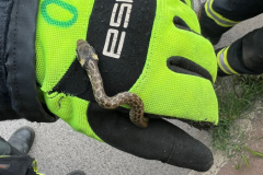 2025-05-15_TE-Verkehrsunfall_etc04