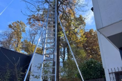 20251029_TE-Katze_auf-Baum01