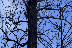 20251029_TE-Katze_auf-Baum02