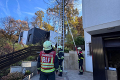 20251029_TE-Katze_auf-Baum03