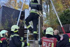 20251029_TE-Katze_auf-Baum04