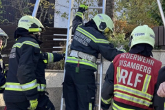 20251029_TE-Katze_auf-Baum05