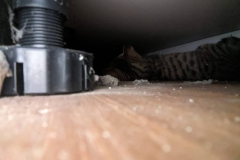 20260108-TE_KatzenRettung02